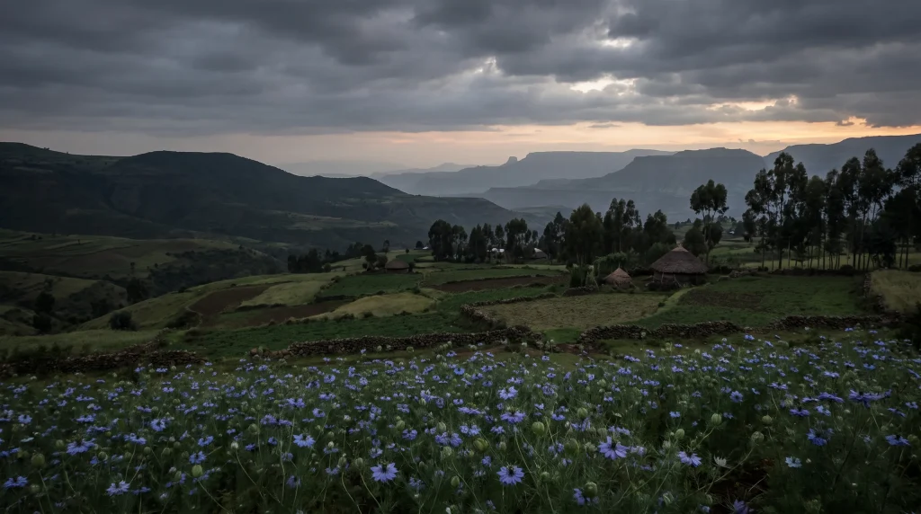 Abendstimmung im Hochland bei Gonder: blühender Schwarzkümmel, Rundhäuser, Eukalyptus und Tafelberge